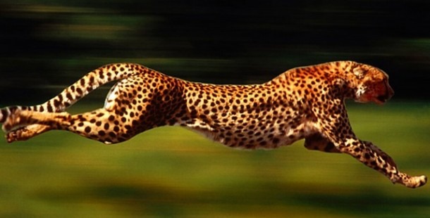 25 Snelste Landdieren
